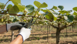 découvrez nos conseils pratiques pour bien entretenir un arbre à kiwi et assurer une récolte optimale chaque saison.
