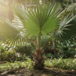 découvrez tout sur la livistona, une plante tropicale populaire : entretien, conseils de culture et astuces pour embellir votre intérieur ou jardin.