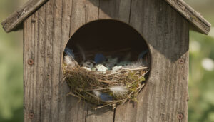 découvrez tout sur le développement du bébé mésange en 2026 : étapes clés, conseils d'observation et informations essentielles pour mieux comprendre cette petite merveille de la nature.